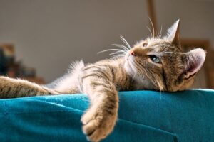 Cat fungus